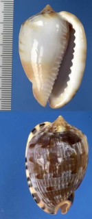 セネガルフグリウラシマ Cypraecassis testiculus small