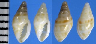 ボジャドールコゴメ (仮称) Marginella bojadorensis