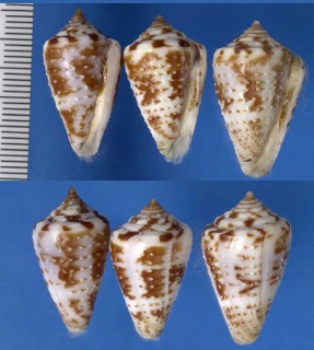 バッカスイモ Conus baccatus small