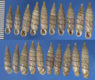 チクビギセル Papillifera papillaris small