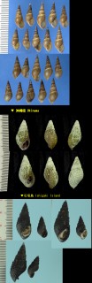 イボアヤカワニナ Tarebia granifera