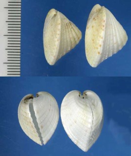スベリヒシガイ Lunulicardia retusum small