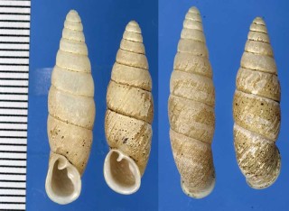 カギヒダギセル Mundiphaedusa heteroptyx small