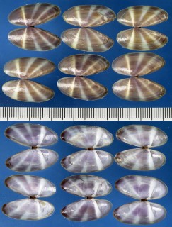 シボリミゾガイの一種 Siliqua fasciata small