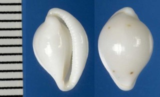 ホソテンロクケボリの一種 Pseudosimnia alabaster mozambiequensis