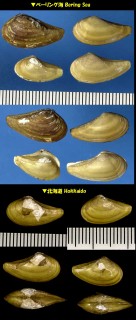 ホンシワロウバイ Nuculana pernula small
