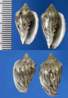 フタエナミヘリトリ Marginella denticulata