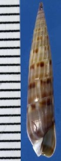 アフリカシチクモドキ Hastula lepida small