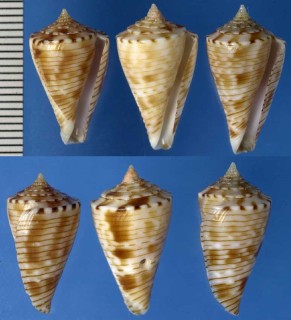 イトヒキイモ Conus spirofilis small