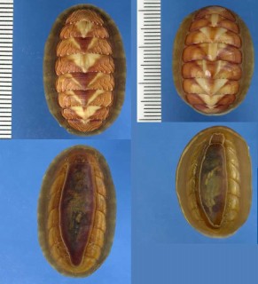 アオスジヒザラ (アラスカヒザラ) Tonicella lineata small