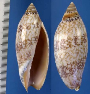 サラサニンギョウボラ Amoria damonii small