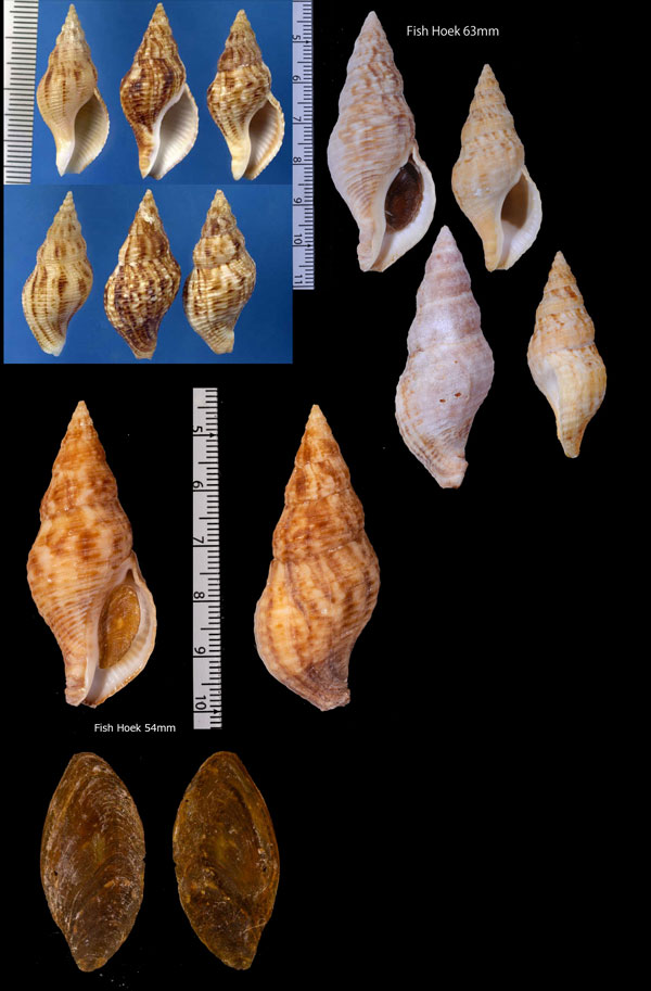 ケープミクリ Afrocominella capensis capensis