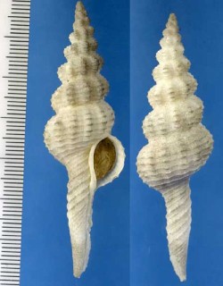 フカボリナガニシ Fusinus eucosmius small