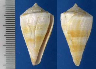 カリブ海のイモガイの一種 Conus gibsonsmithorum small