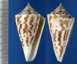クラリーイモ Conus clerii