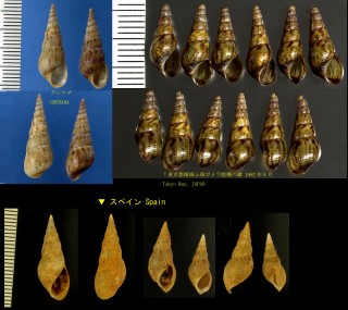 タイワンカワニナ Melanoides tuberculata formosensis small