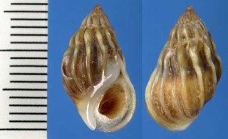 アガディールカワニナ Melanopsis cariosa small