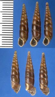 トルコのキセルガイの仲間 Armenica laevicollis fausta small