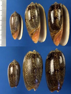 ユウヤケクチベニマクラ Oliva reticulata azona small