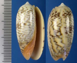 アイマイクチベニマクラ Oliva reticulata pallida small