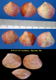 ワタゾコモシオ Indocrassatella oblongata small