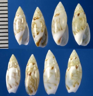 オオシマボタル Olivella pulicaria