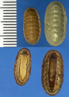 チビヨロイヒザラ Ischnochiton oniscus small
