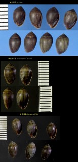 チビハマシイノミ Melampus parvulus small