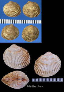 フォールスコガタザル Papillicardium turtoni small