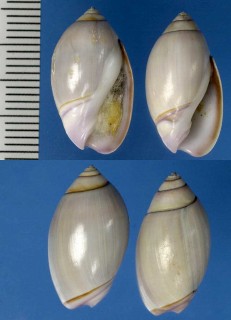 エヒメボタル Olivella biplicata small