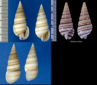 トウガタガイ 塔形貝 (トウガタクチキレ) Pyramidella dolabrata small