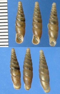 モンタギュウギセルの仲間05 Cochlodina orthostoma small