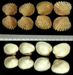 ウスイロフミガイ Glans aculeata small