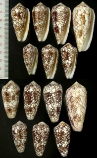 ミナミアジロイモ Conus omaria small