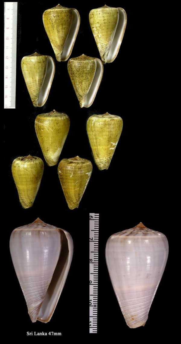 ミルクイモ Conus loroisii small