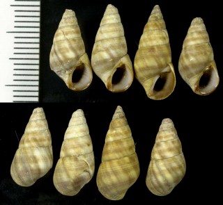 コゲニナ Fissilabia decollata small