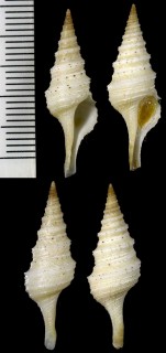カタコブイグチ Turricula granobalteus small