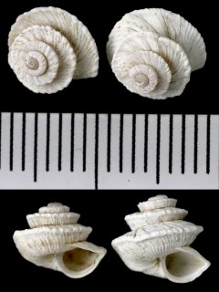 ピカルディオカウズマキ (仮称) Trochoidea picardi small