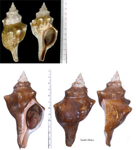 イトマキボラ 糸巻法螺 Pleuroploca trapezium trapezium