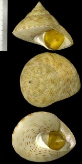 コガタマウリエビス Maurea turnerarum small