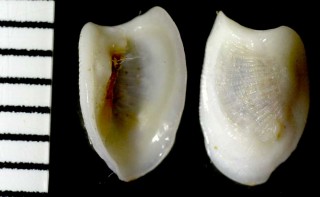 シチリアマツワリダカラ Pedicularia sicula small