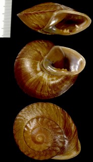 ココアマイマイの一種 Pleurodonte chemnitzianum small
