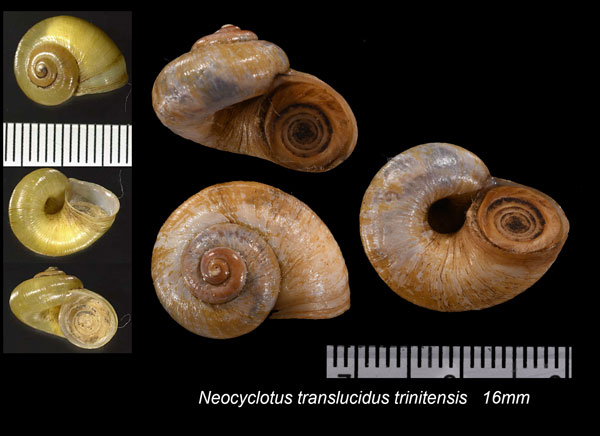 マルガリータヤマタニシ (仮称) Neocyclotus translucidus