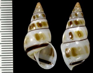 アイマイトウガタマイマイ (仮称) Leiostracus obliquus small