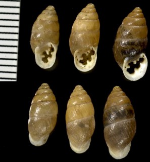 イスラエルのキセルガイモドキ類01 Euchondrus septemdentata small