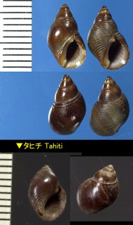 クロタマキビモドキ Supplanaxis niger small