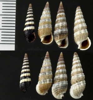 カニモリ類01 未詳 Cerithium sp. small