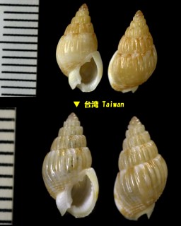 ヒダトリムシロ Nassarius subtranslucidus small