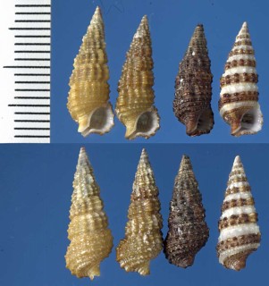 ホソコオロギ Cerithium torresi small