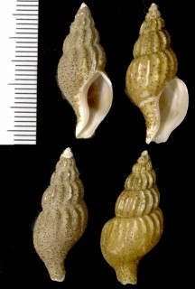 シワバイ類 未詳 Plicifusus sp. small